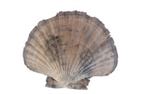 Flabellipecten farterculus